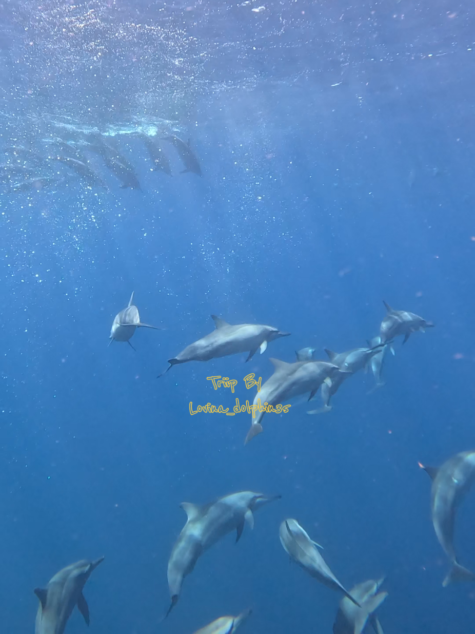 @𝙇𝙤𝙫𝙞𝙣𝙖_𝙙𝙤𝙡𝙥𝙝𝙞𝙣35