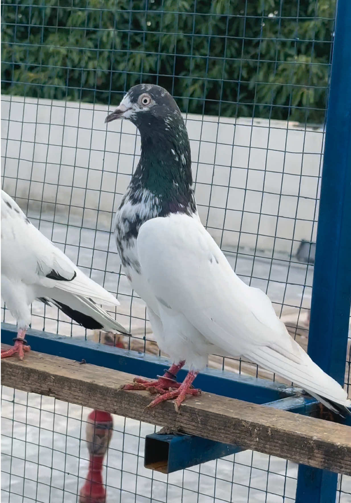 @Aero Pigeons Club