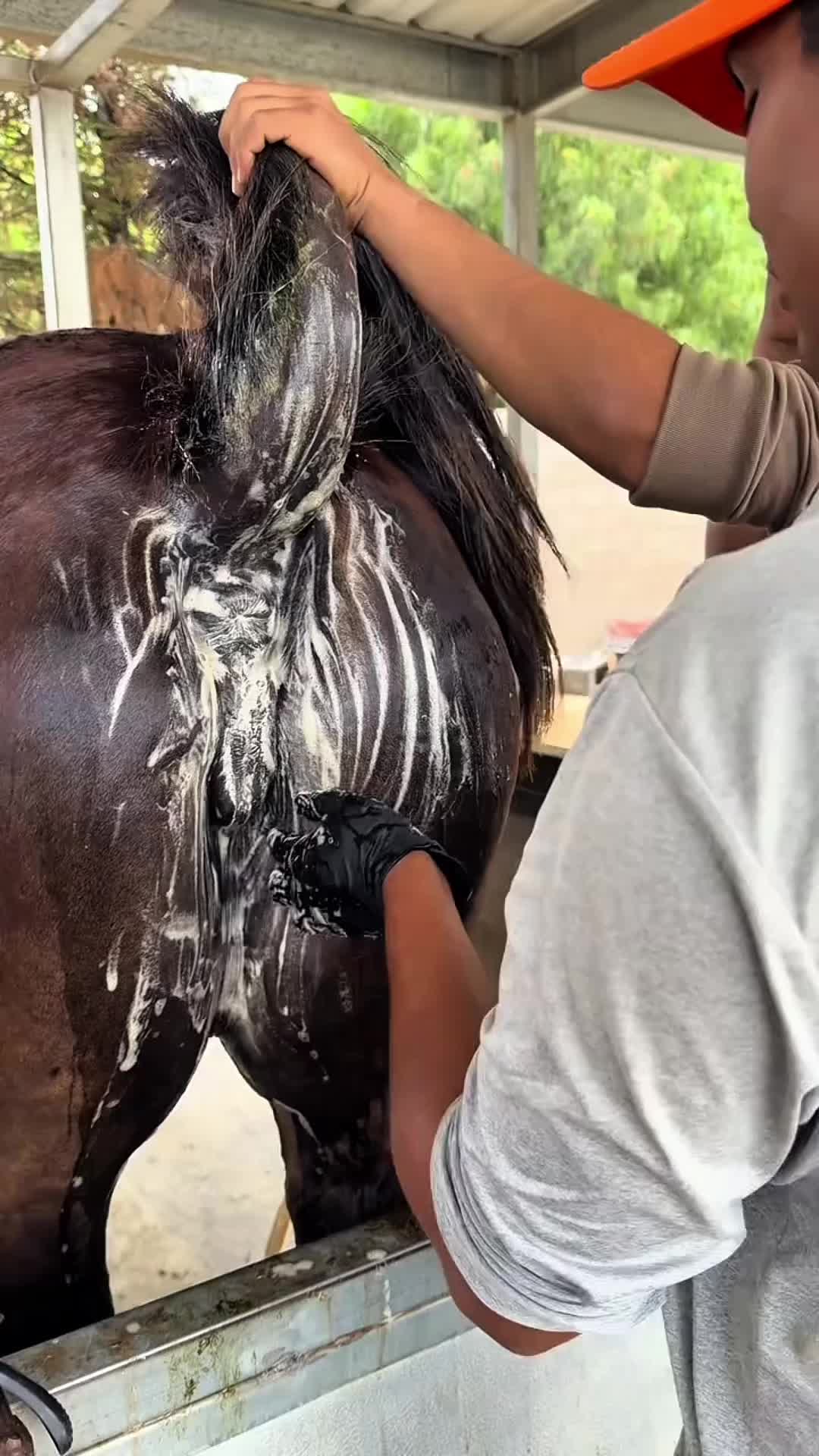 @HorseMaster