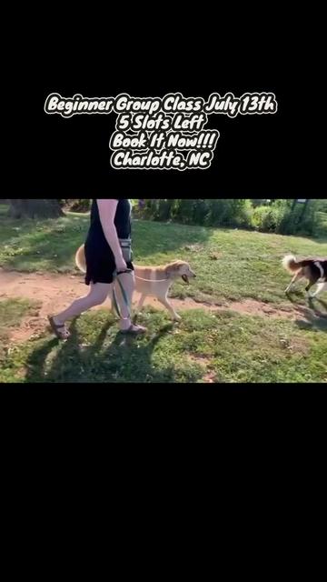 @DJ | Dog Trainer