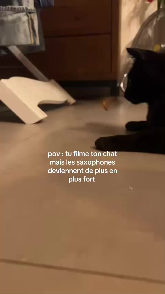 @🐈&zwj;⬛