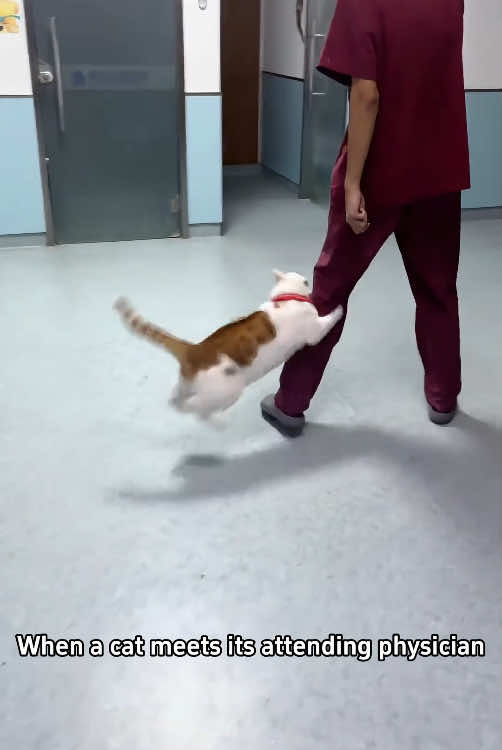 @Scare.funny.pets
