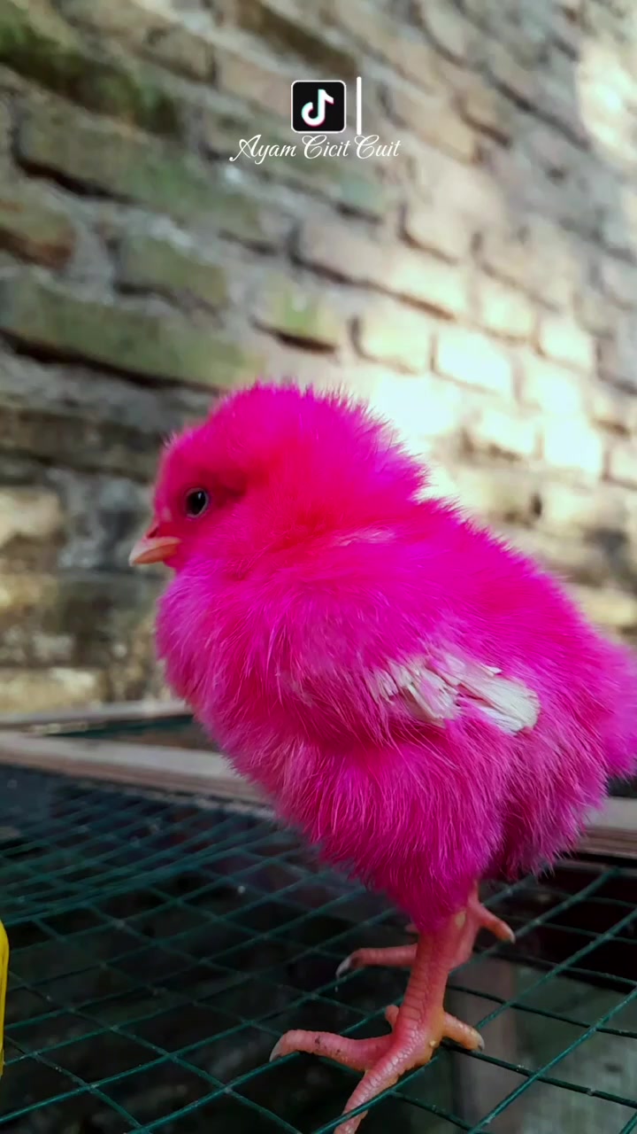 @Ayam Cicit Cuit