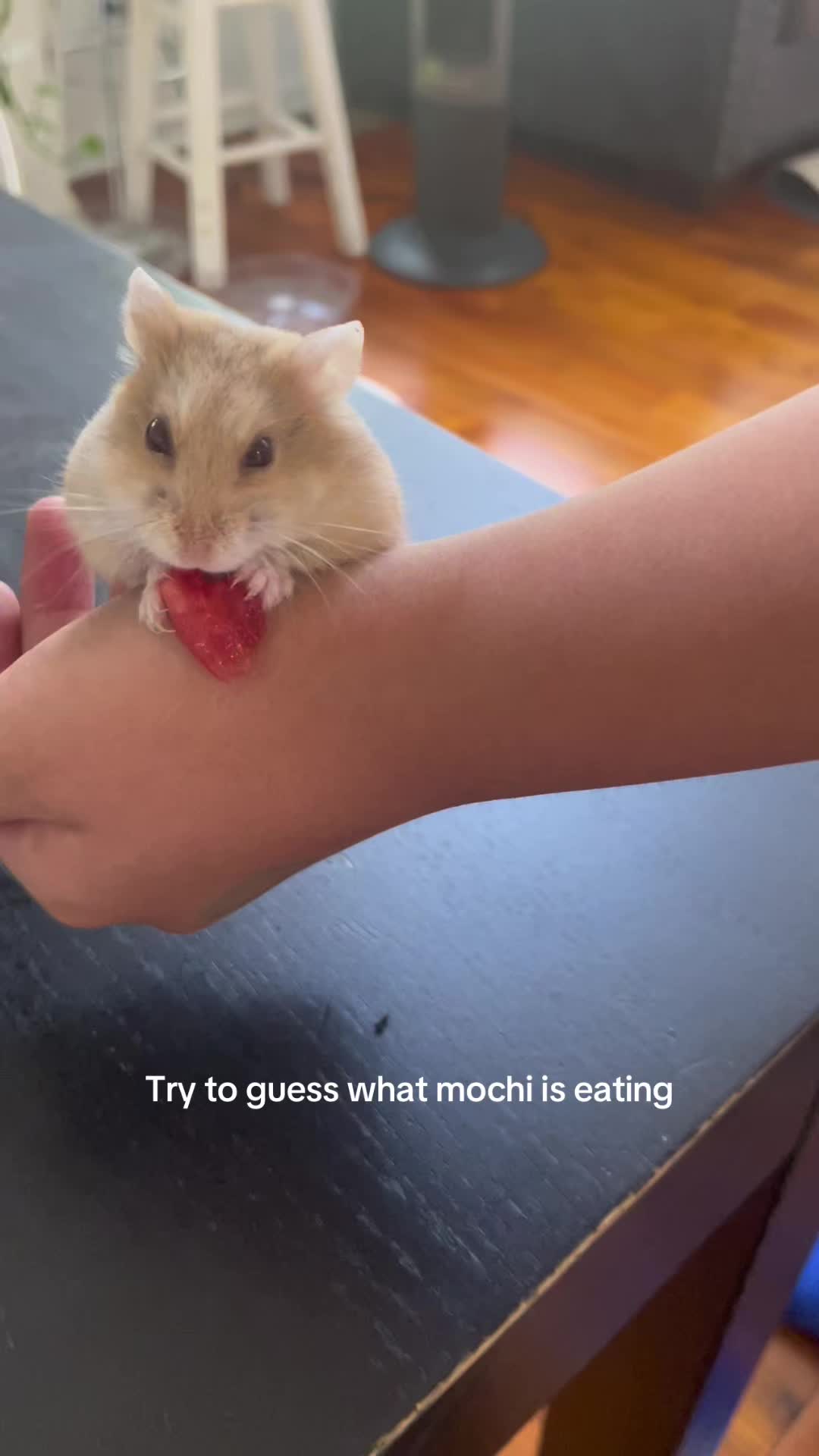 @MoChi&CoCo