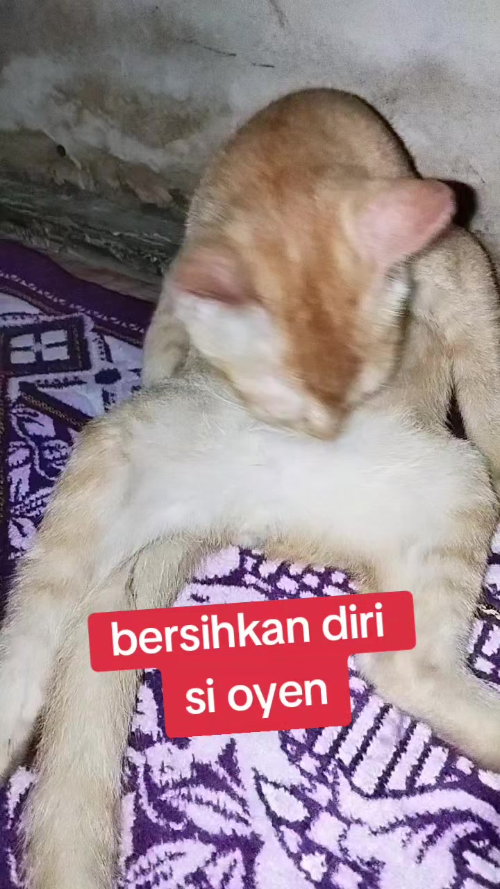 @afifah