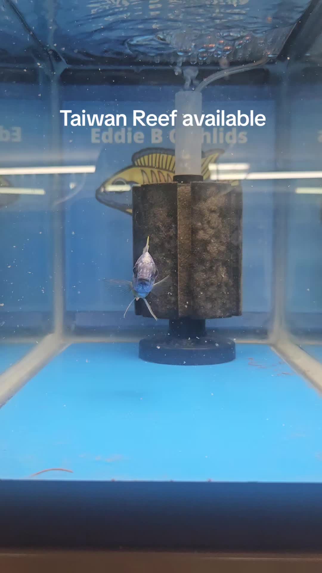 @EddieBcichlids