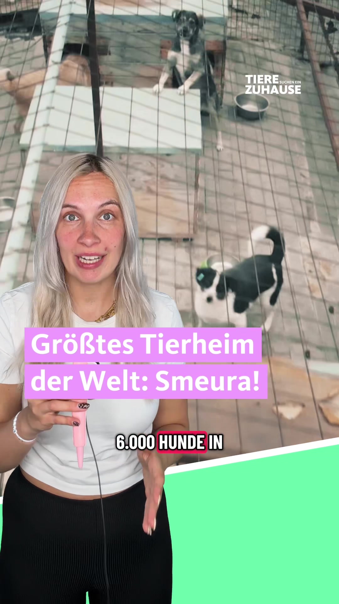 @Tiere suchen ein Zuhause