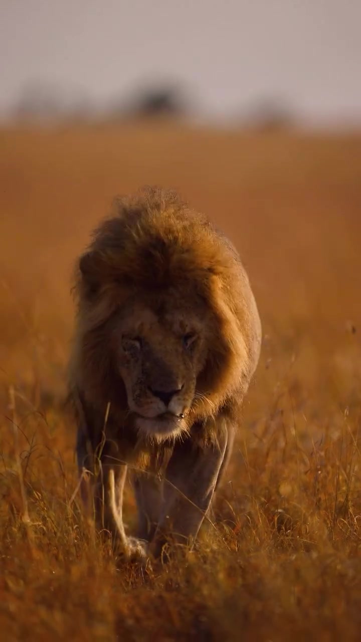 @lion_world5