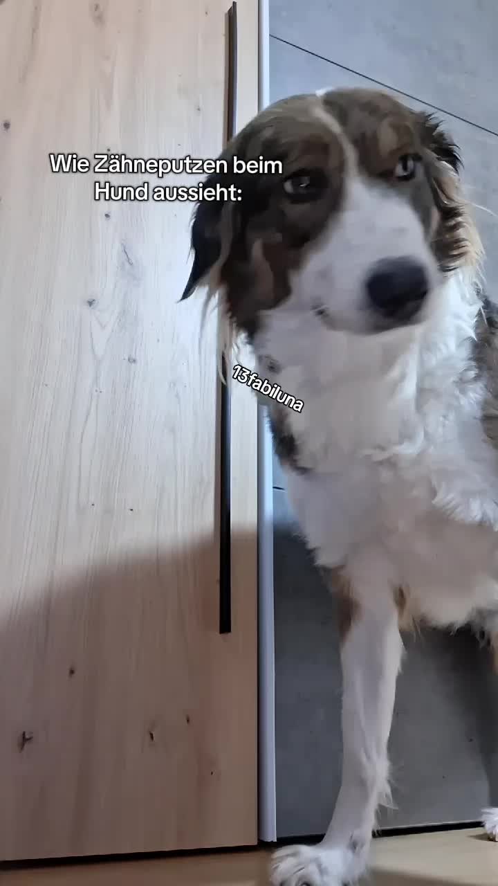 @13fabiluna💗🐶