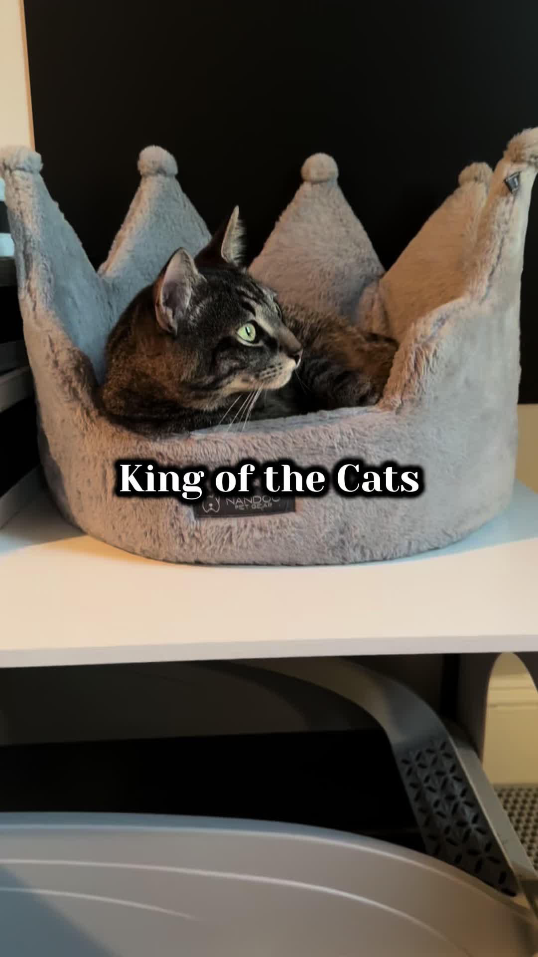 @TailsandWhiskersCo