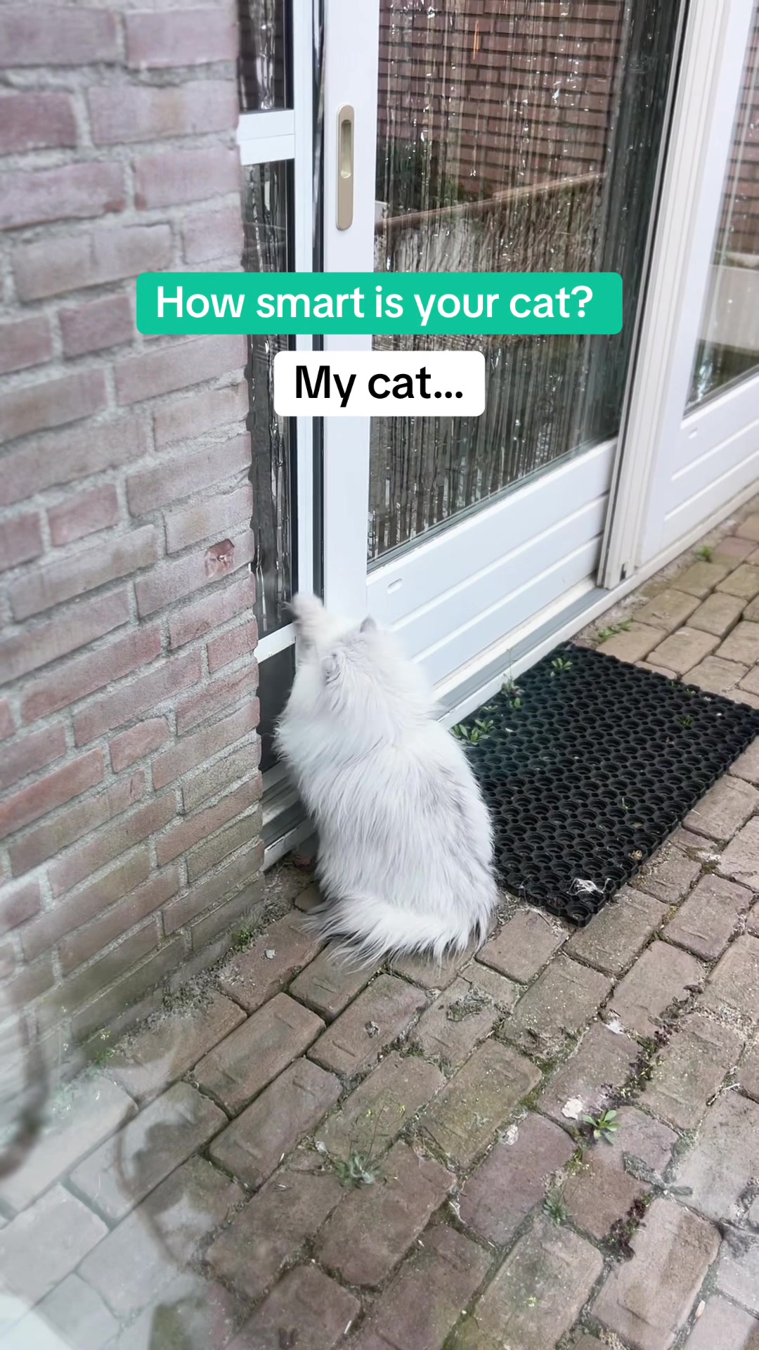 @Dutchkittycat