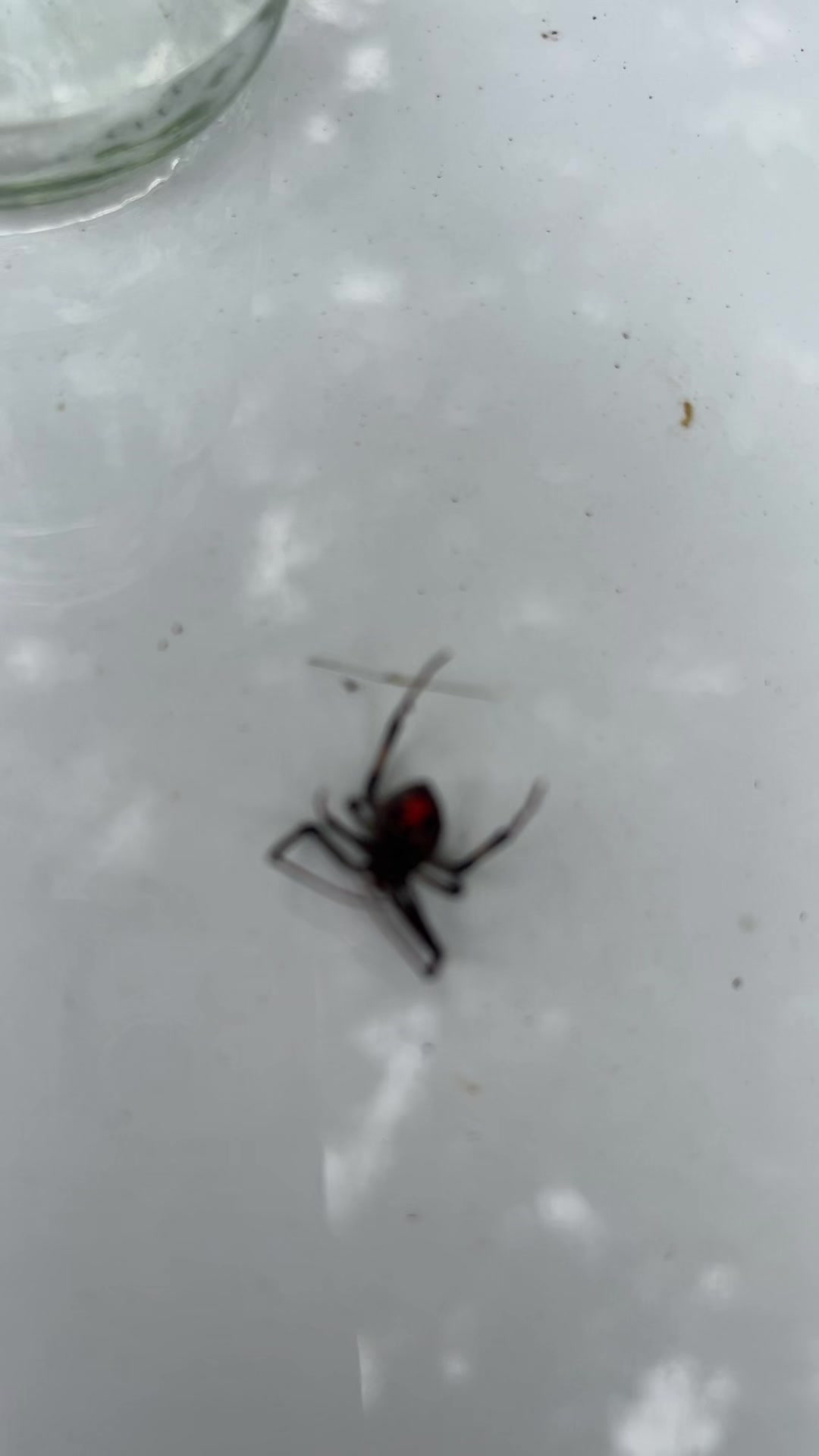 @Paula carreno 🐞🐞🐞