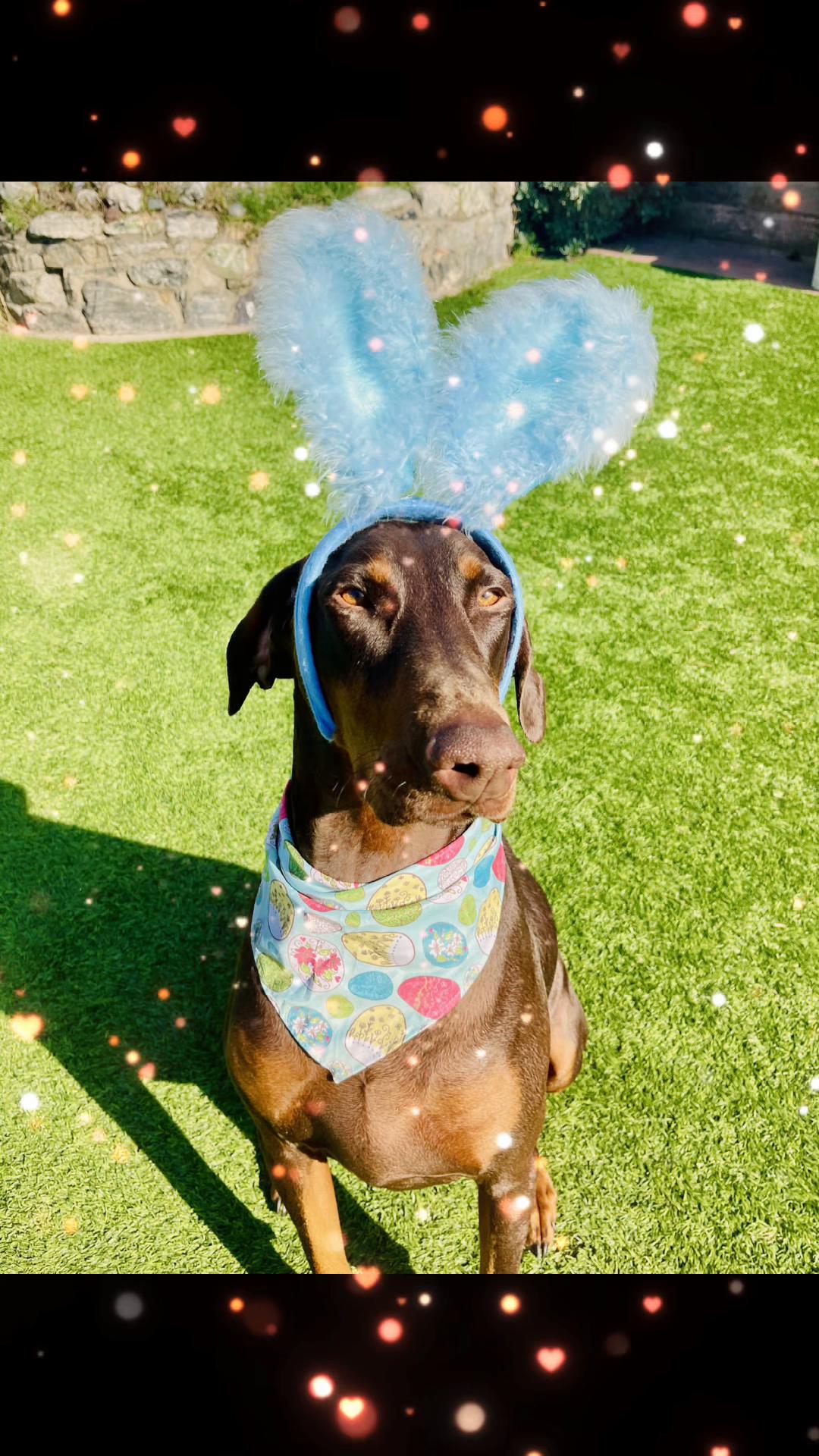 @FurEver Loving Care 🐾(Andrea)