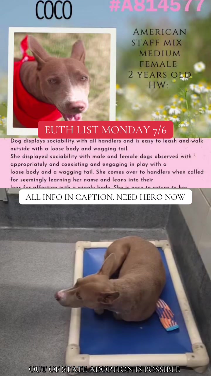 @@rescuedogs911