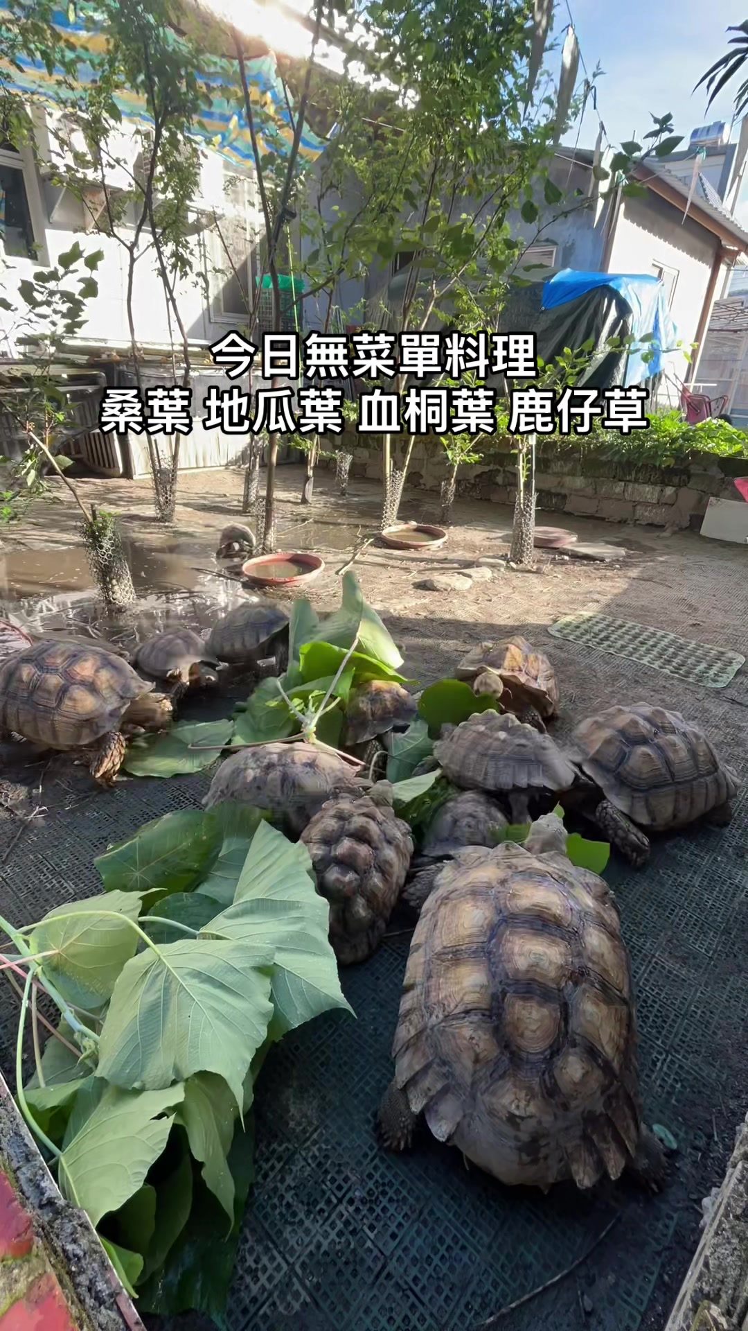 @琰 𝓛𝓸𝓷𝓰來了🐉〽️蘇卡達sulcata陸龜