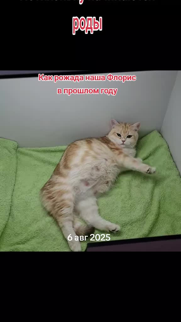 @LanaCats