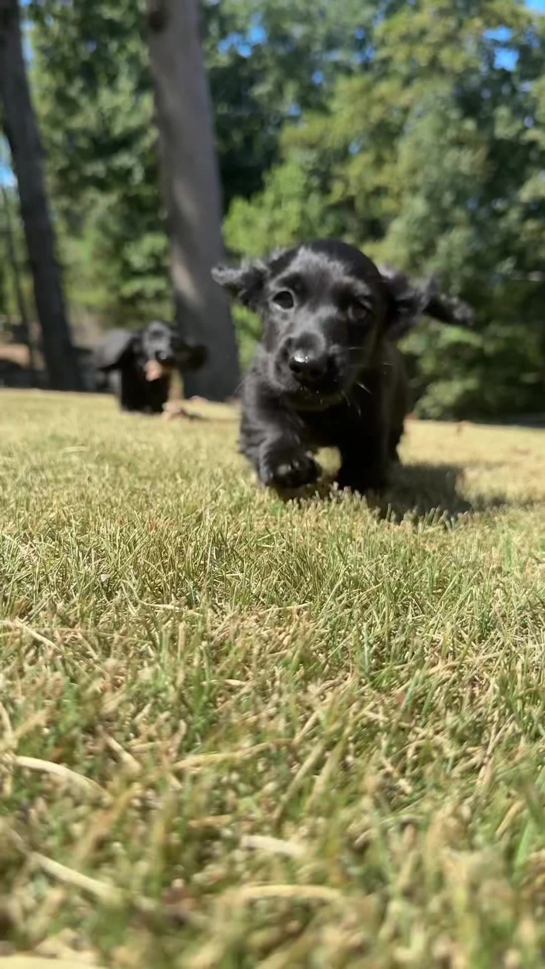 @Taylored Dachshunds