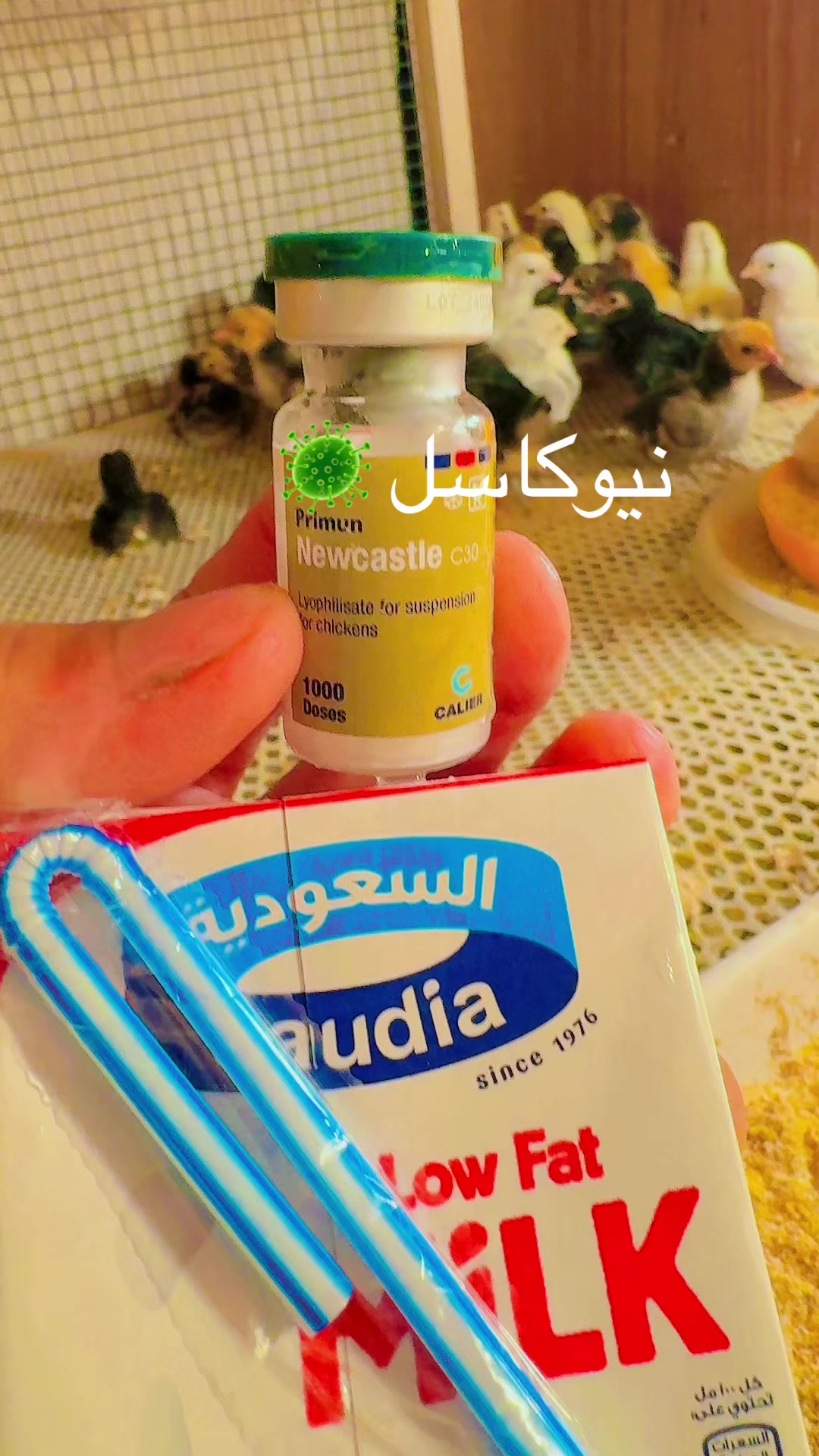 @نوادر الدجاج الزينه