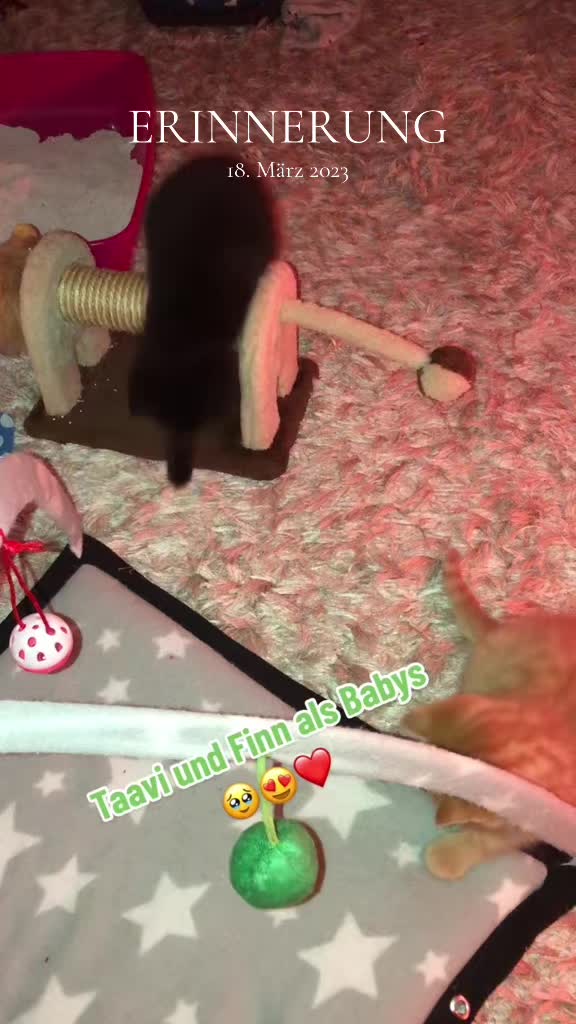 @Die süße kleine Katzencrew