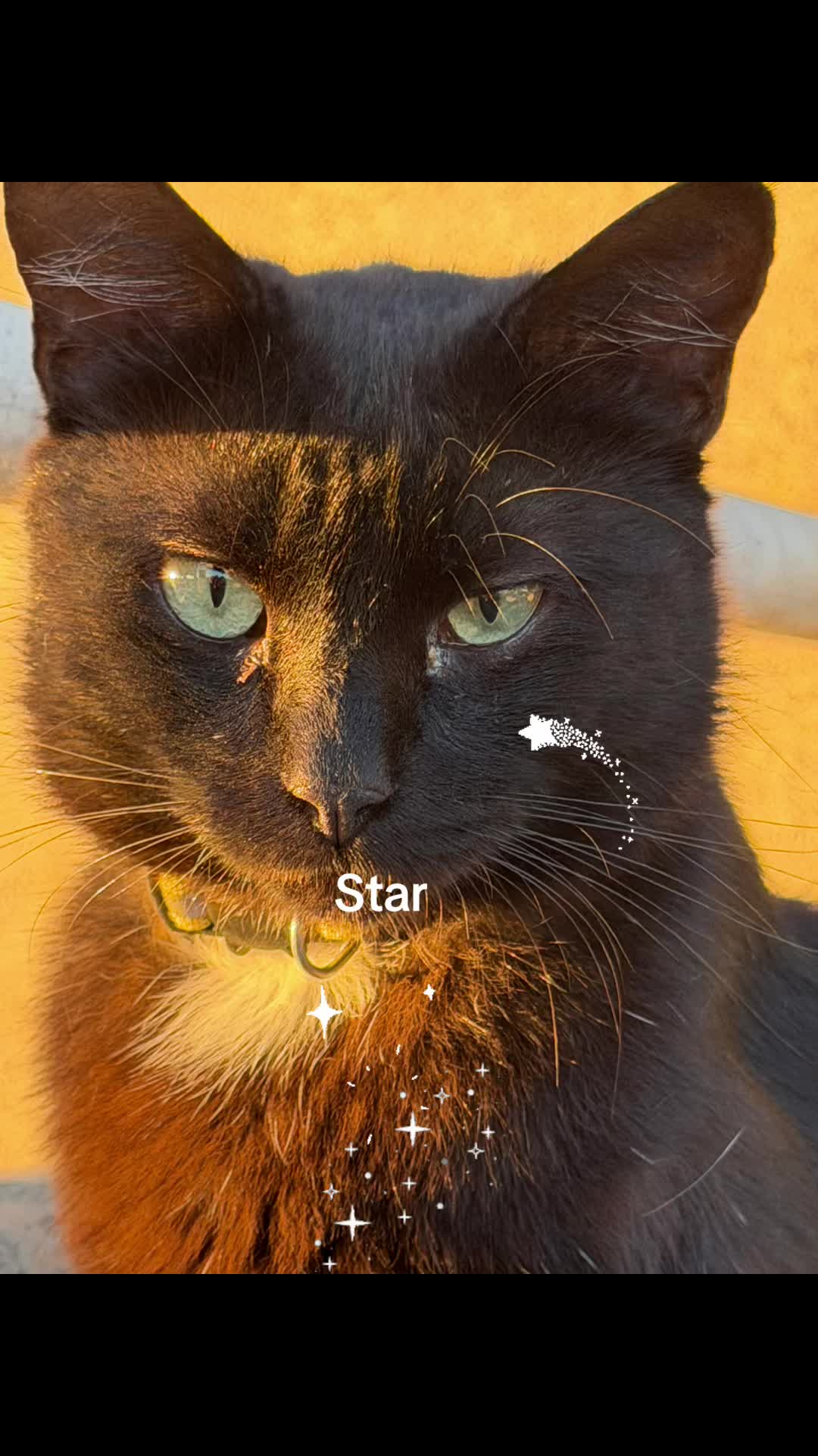 @Amri Gatitos