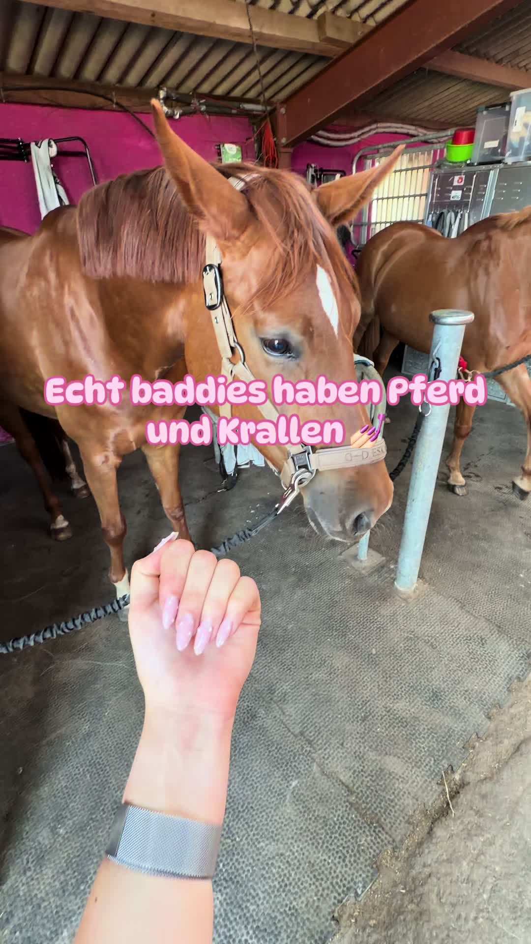 @Enja und die Pferde