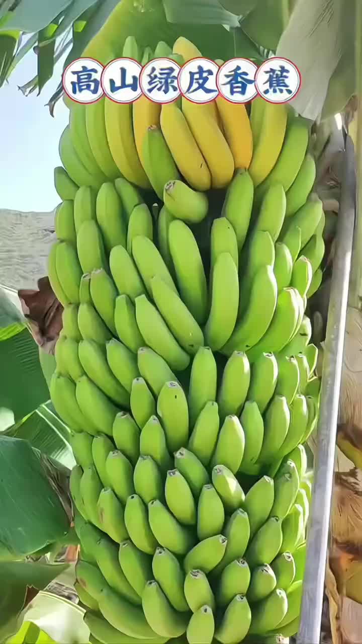 @konga1i