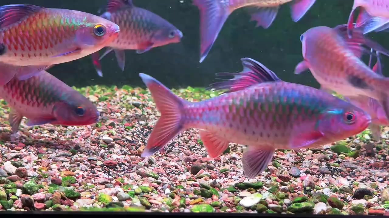 @Long chơi  hồng mi b&oacute;ng đ&ecirc;m 🦈
