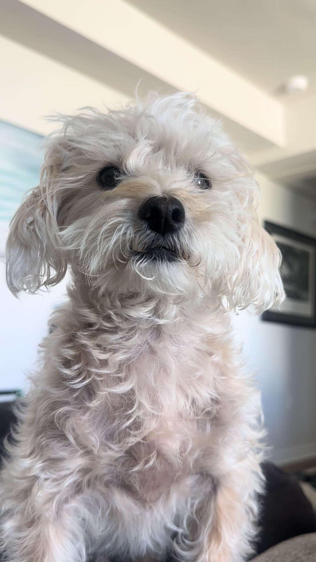 @He Was A PoodleBoi
