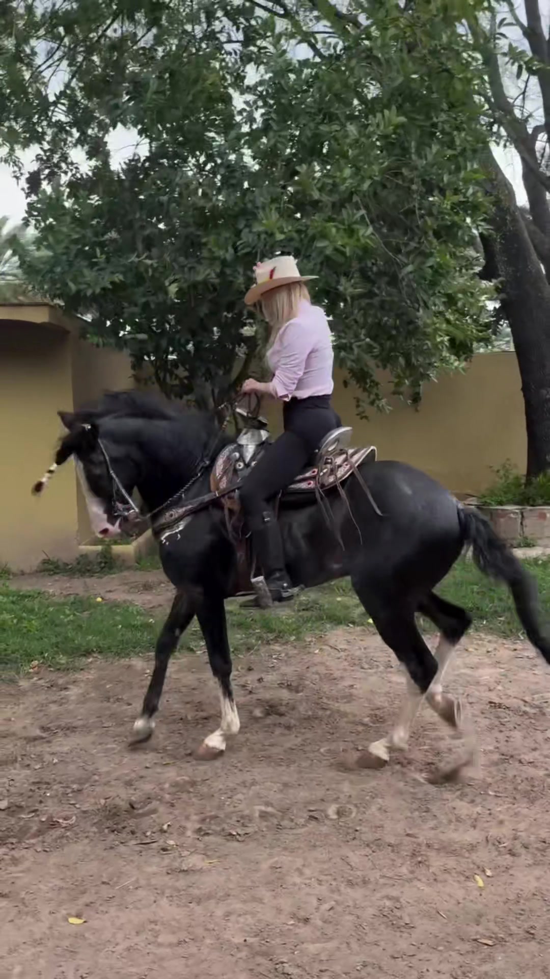 @danihorses2