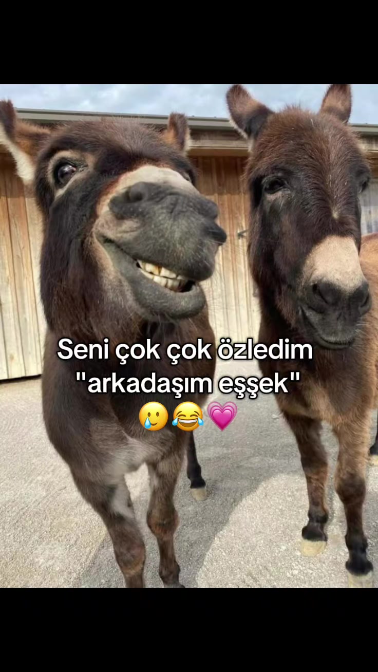 @𝒪ℊ𝓊𝓁𝓈𝒾𝓇𝒾𝓃_𖣂