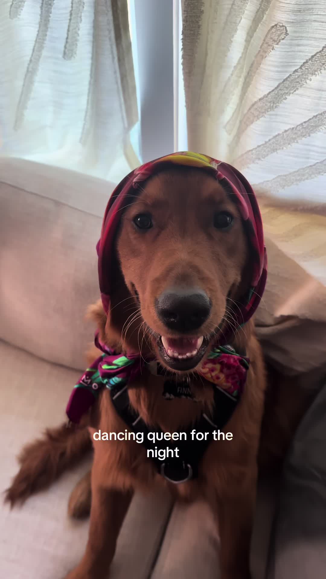@Finn the Golden