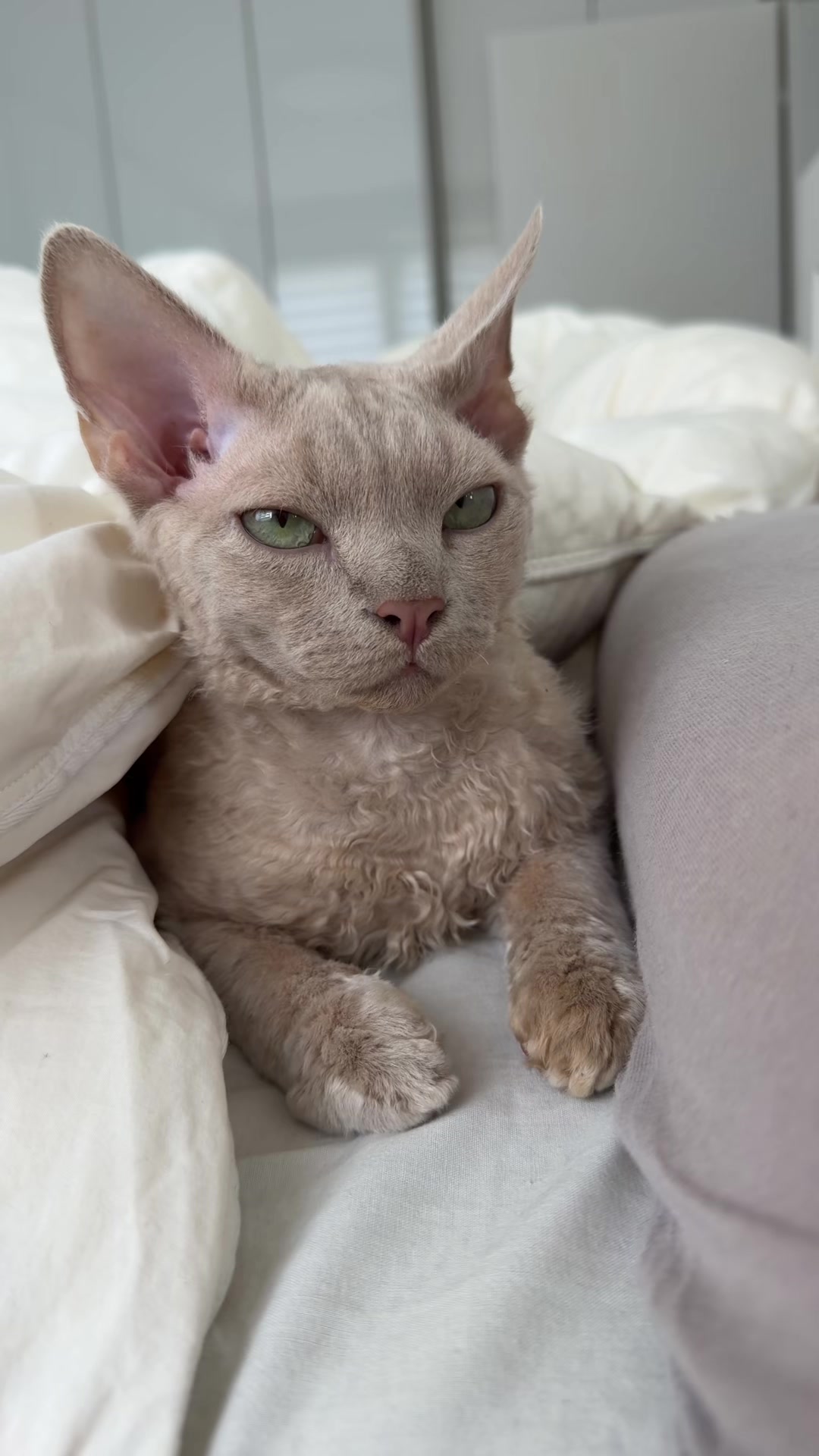 @TugbasCats