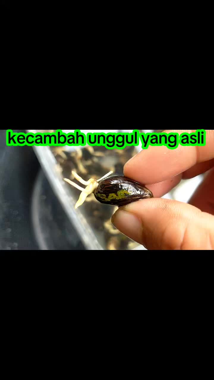 @sawit muratara
