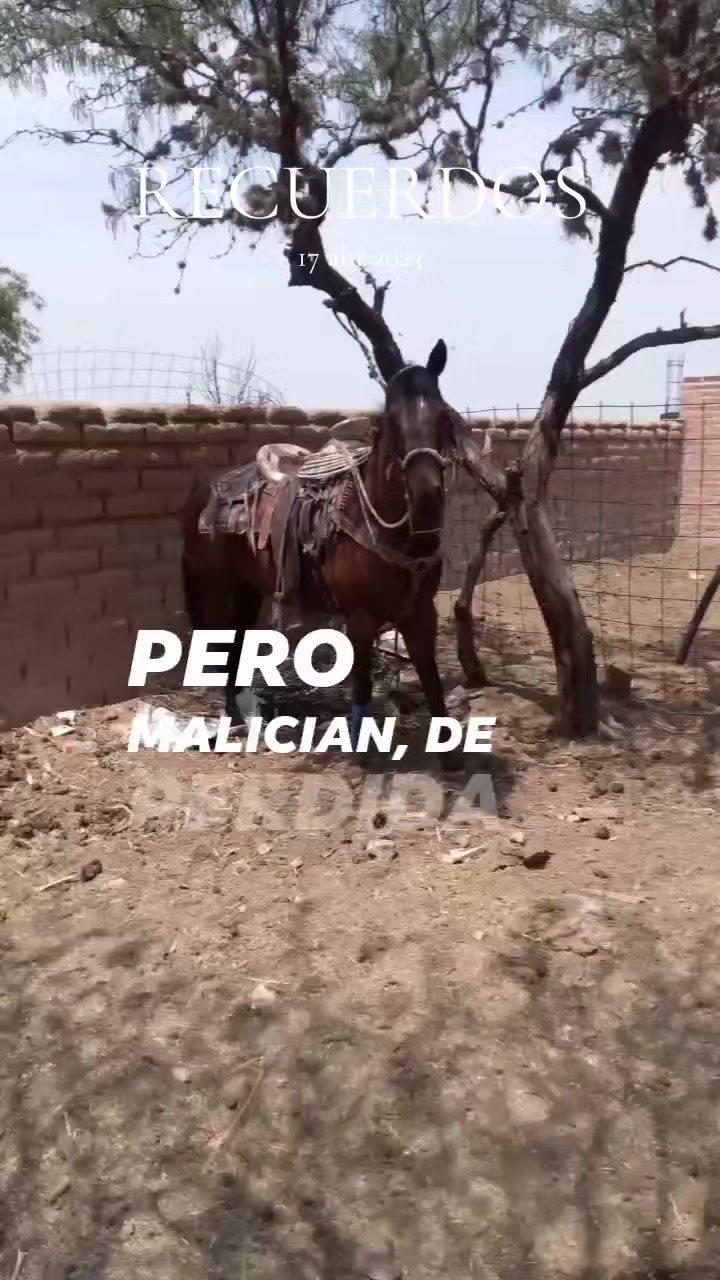 @Viejito Cordova✝️🍀❤️🐎🦅