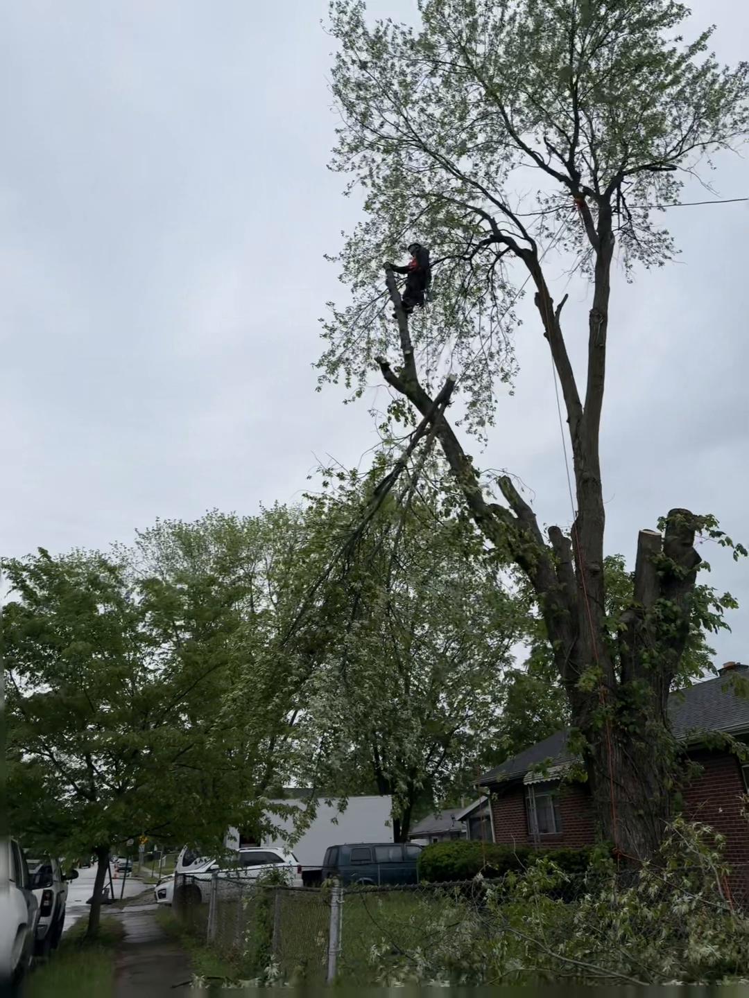 @gotreeservices6