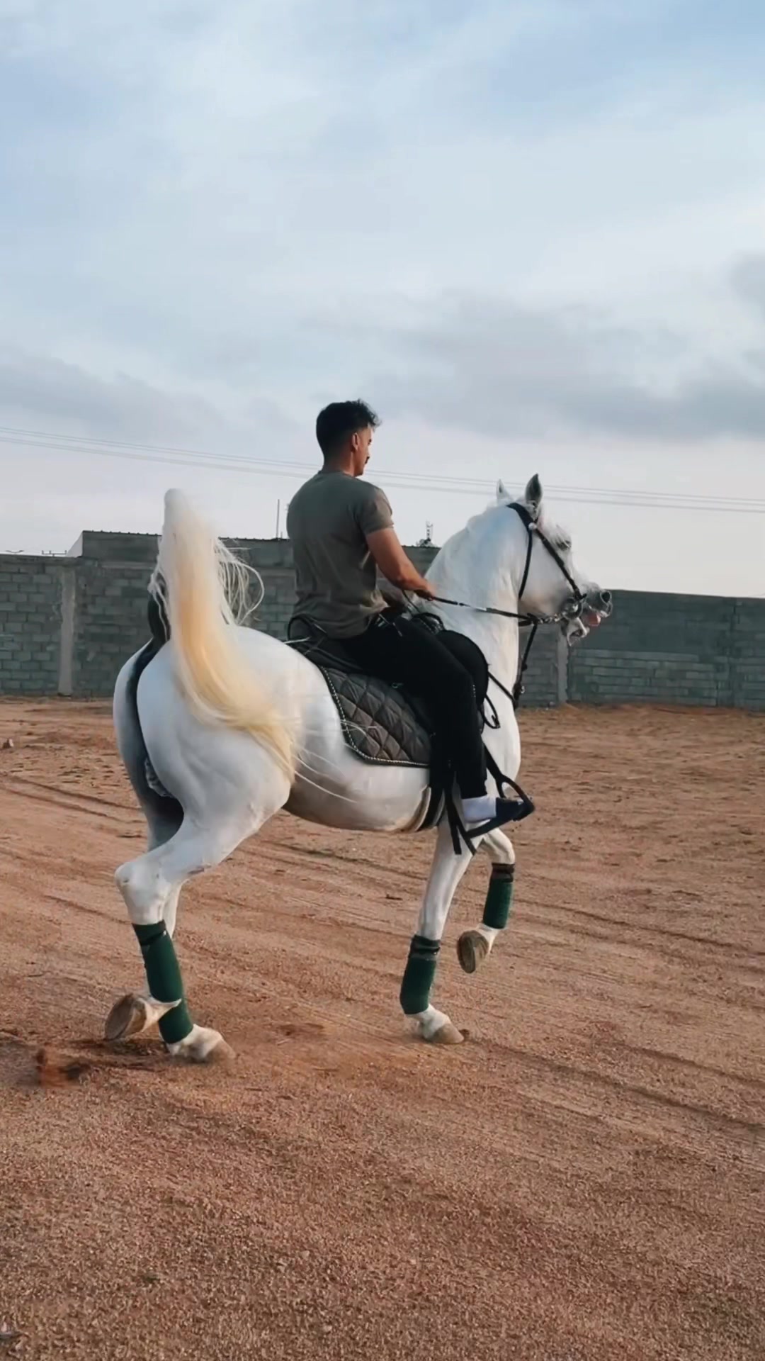 @عامر الشمري🐎