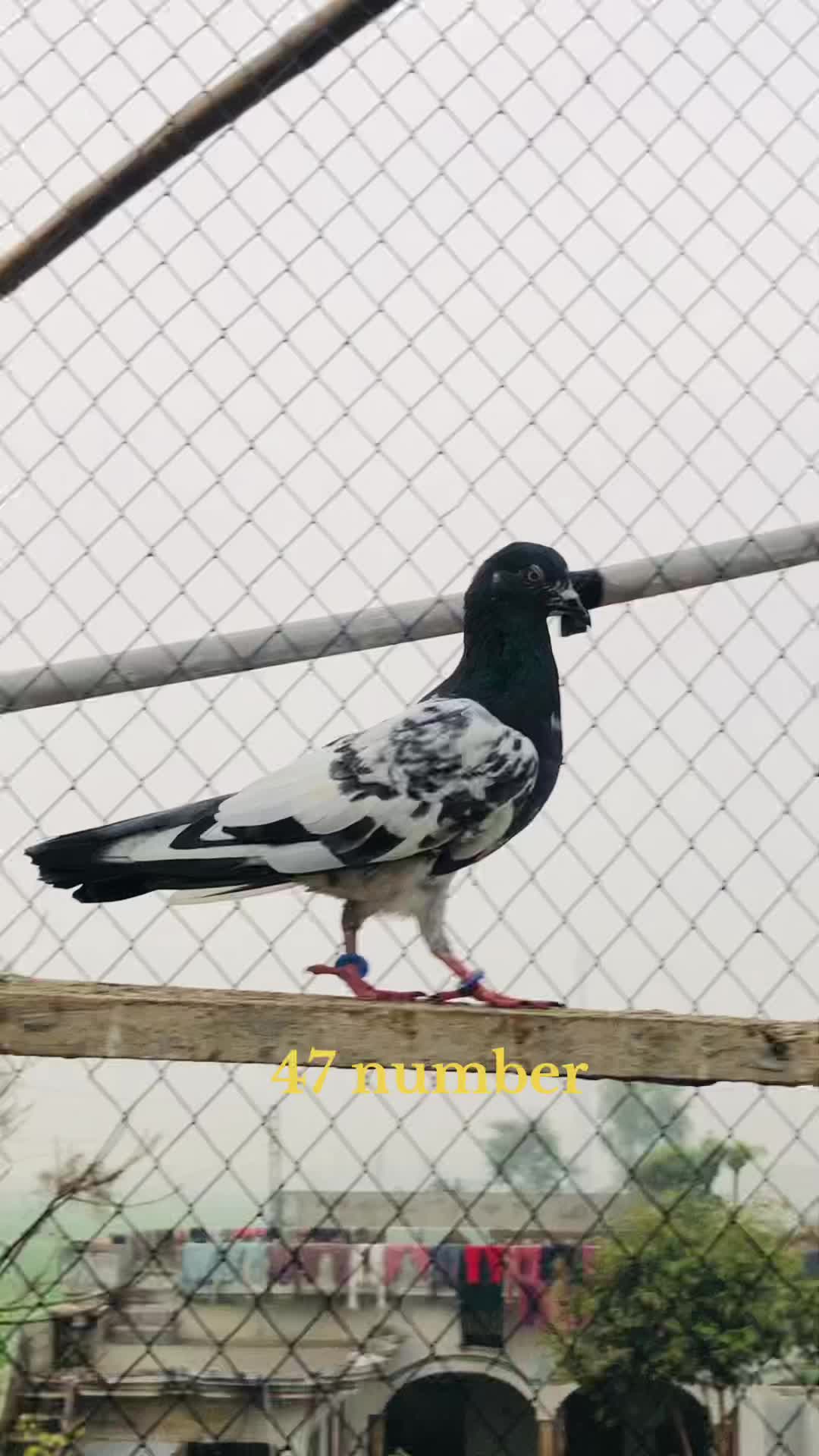 @Malik Shehzad