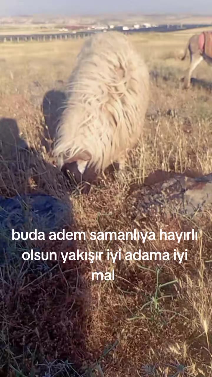 @"Enes_bdk