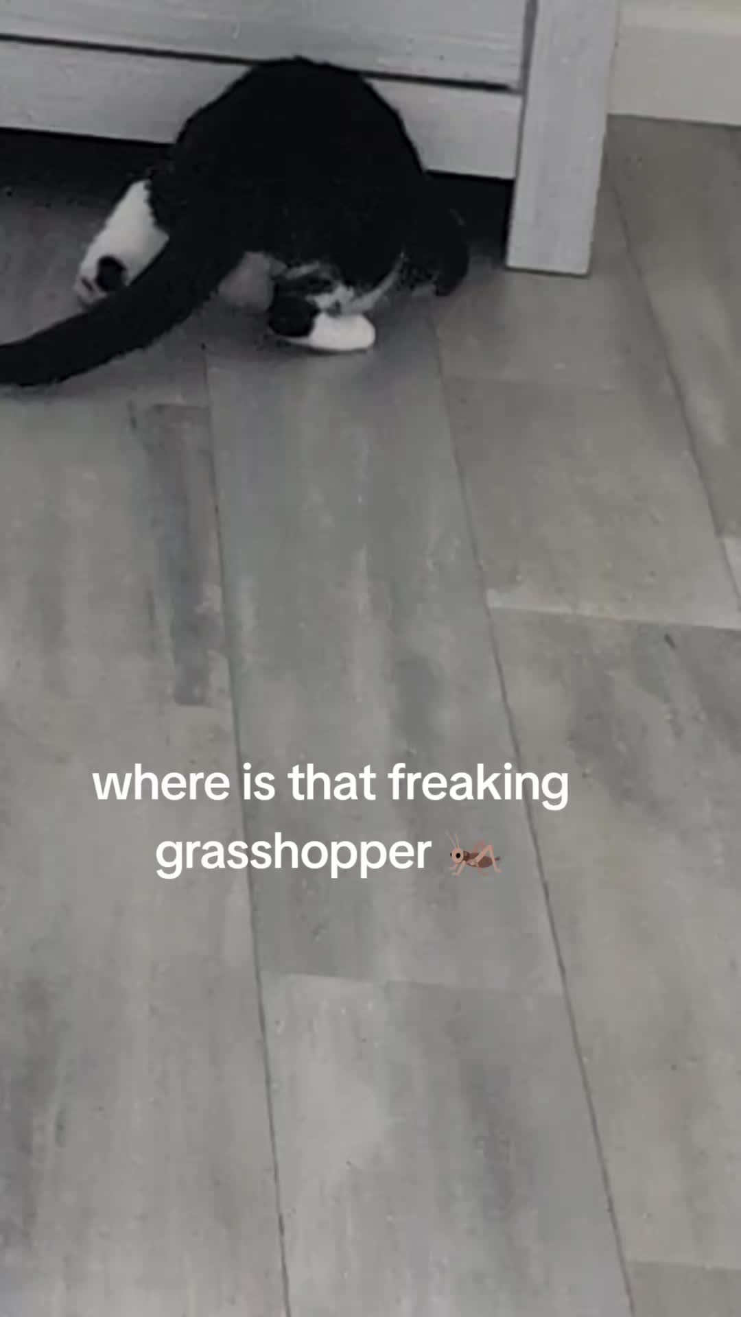 @The Ultimate Catio Life