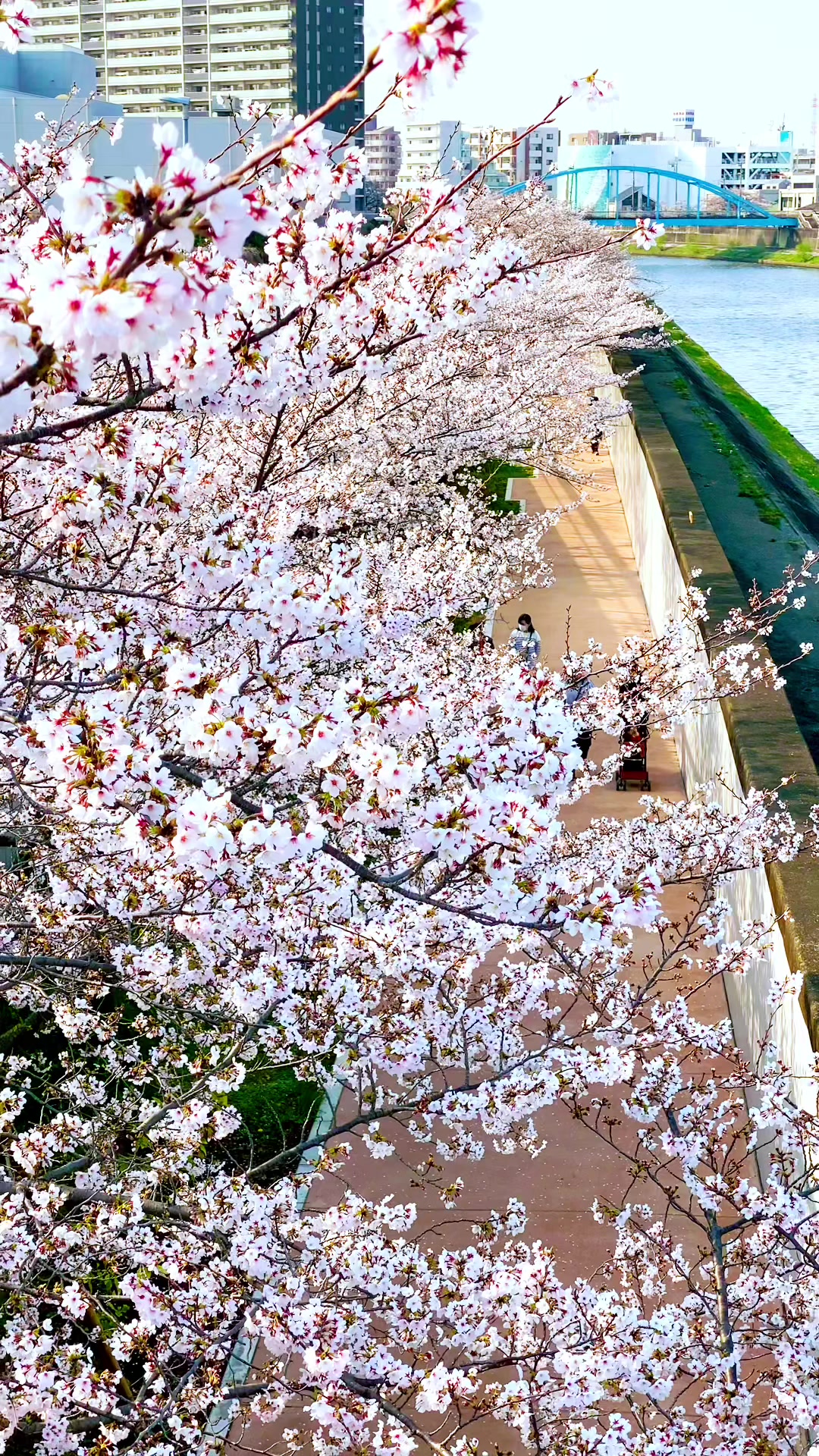 @Beauty of Japan