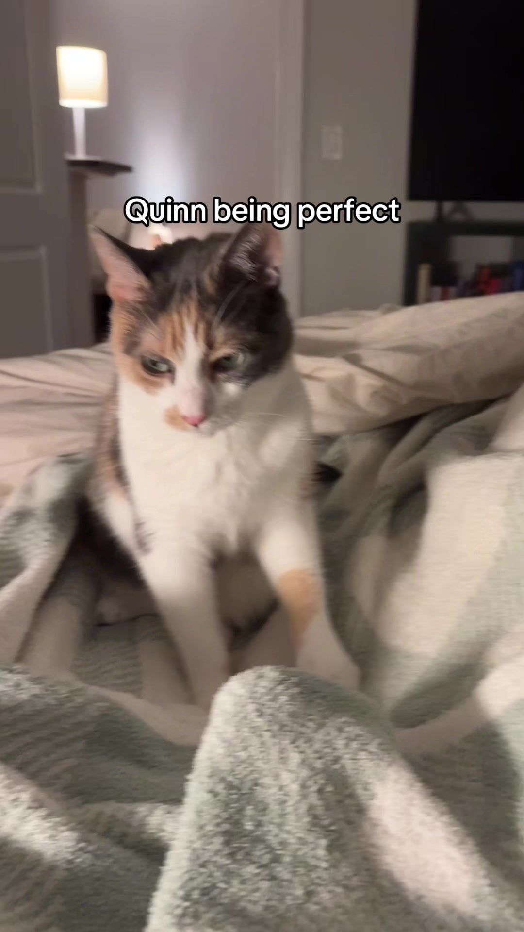 @Quinn The Calico