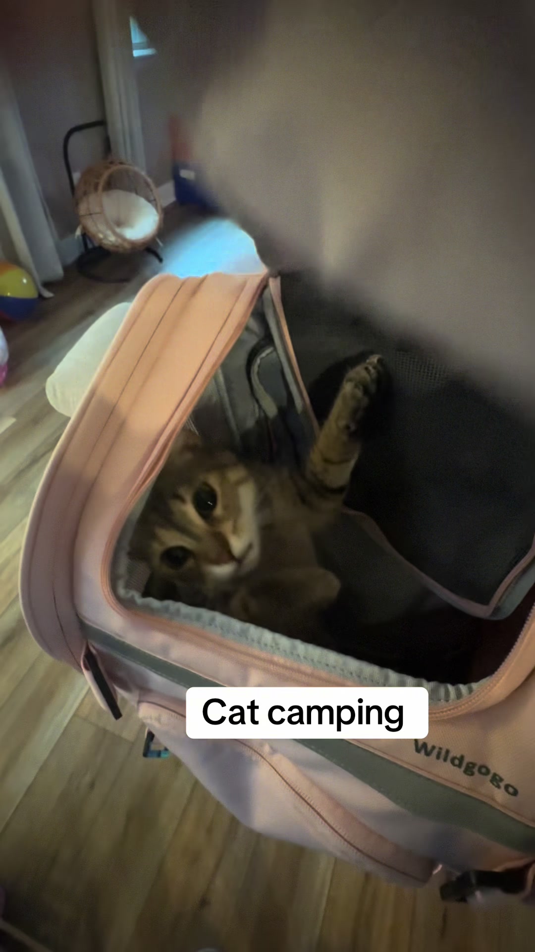 @Luke & Leia Catwalker