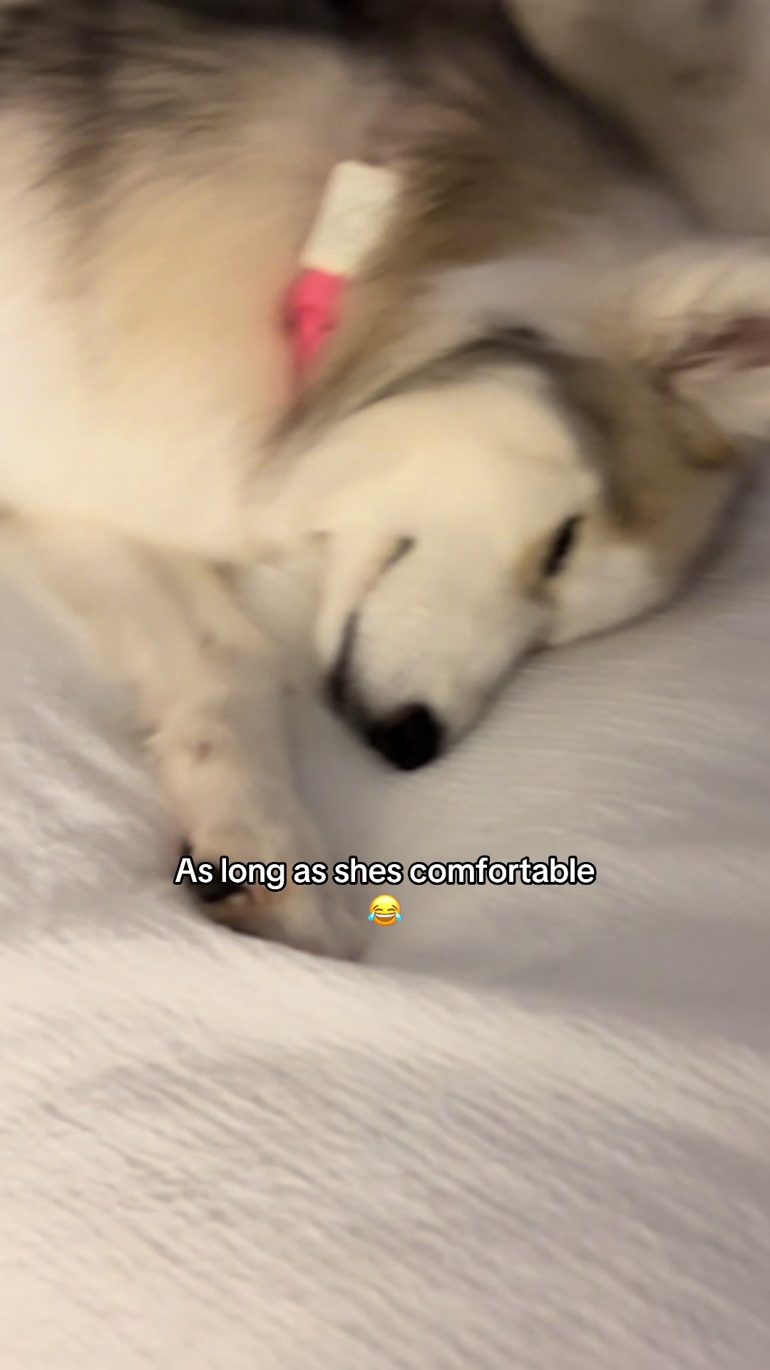 @lifewith2huskies