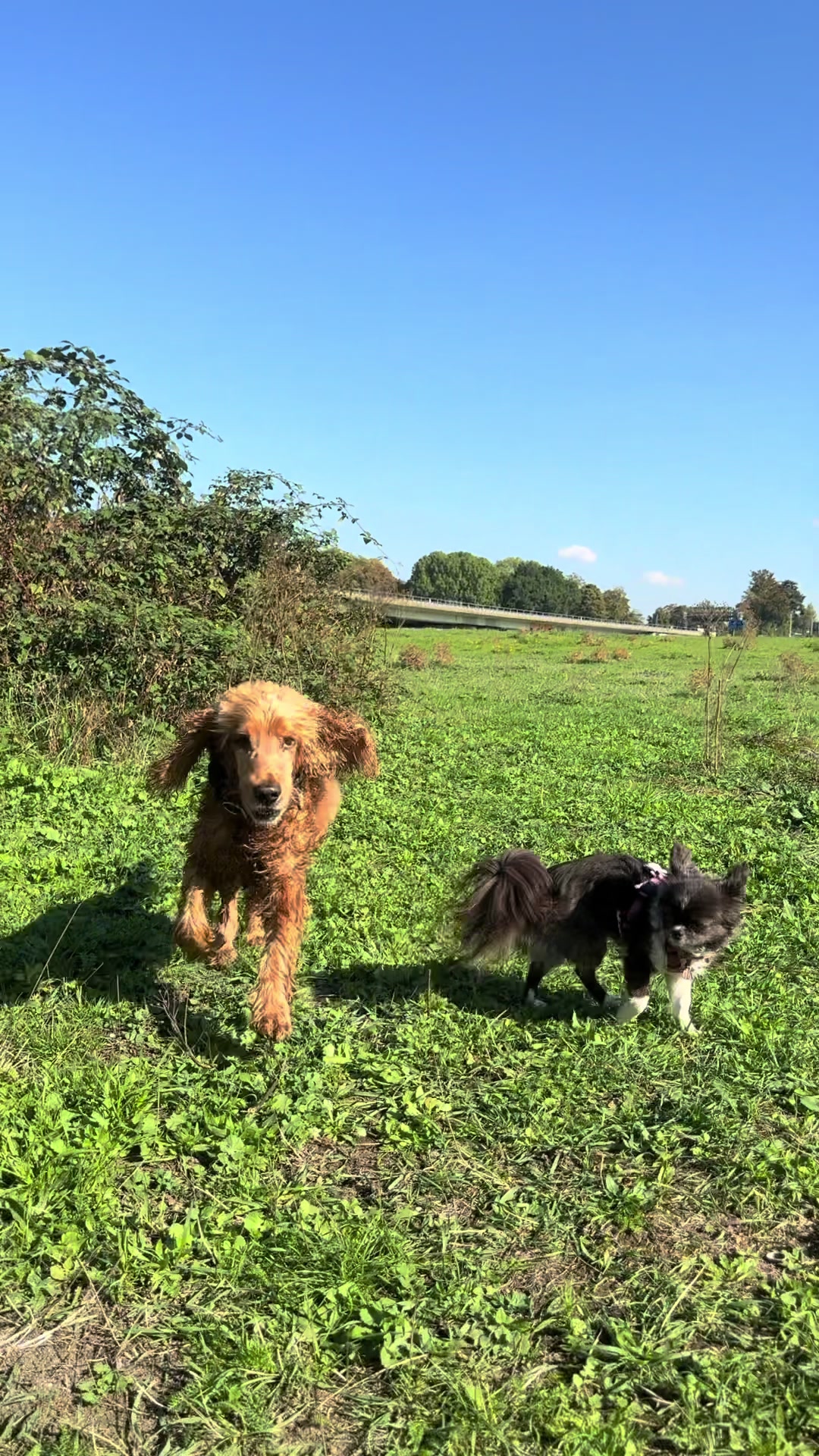 @DogWalk78