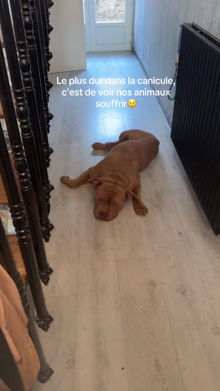 @🧩team bully🐶🧸 CB59 😂
