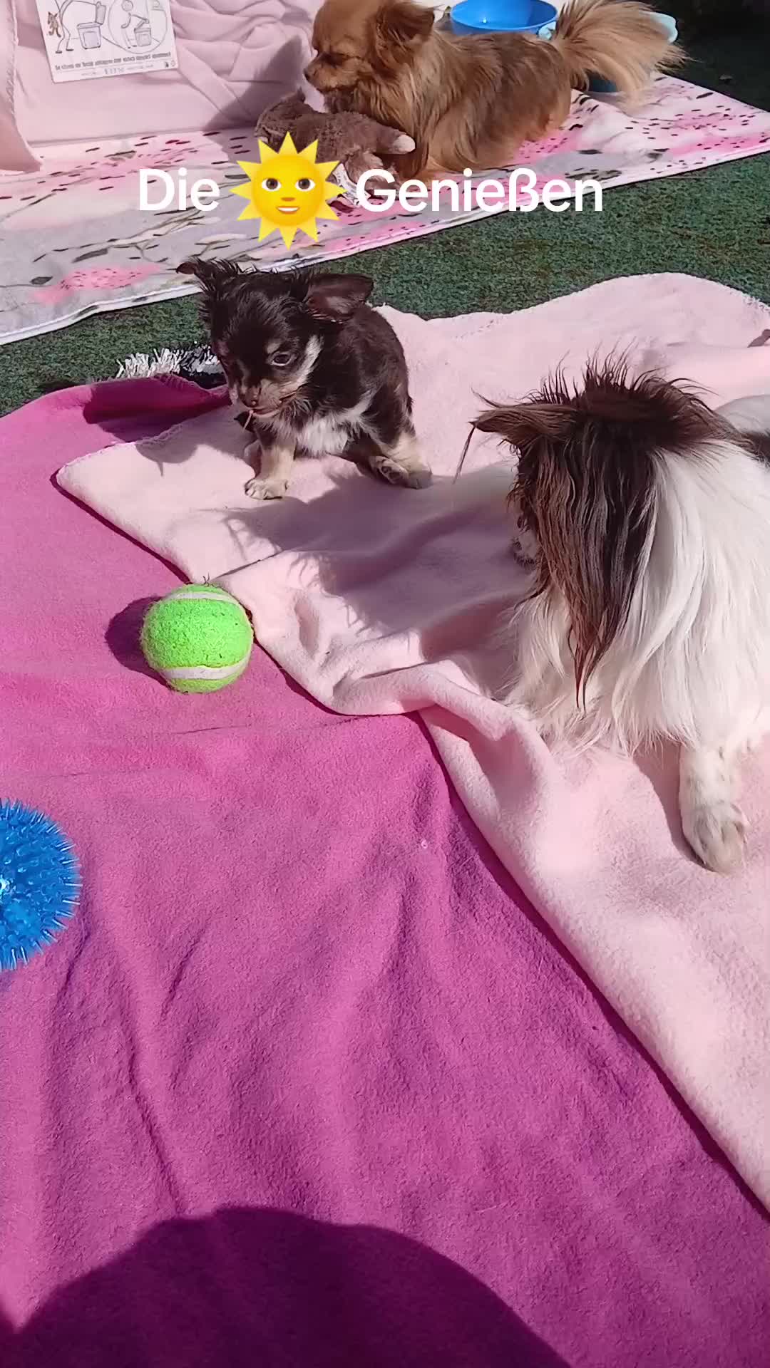 @Melody Gismo Peanut Brownie🐶❤