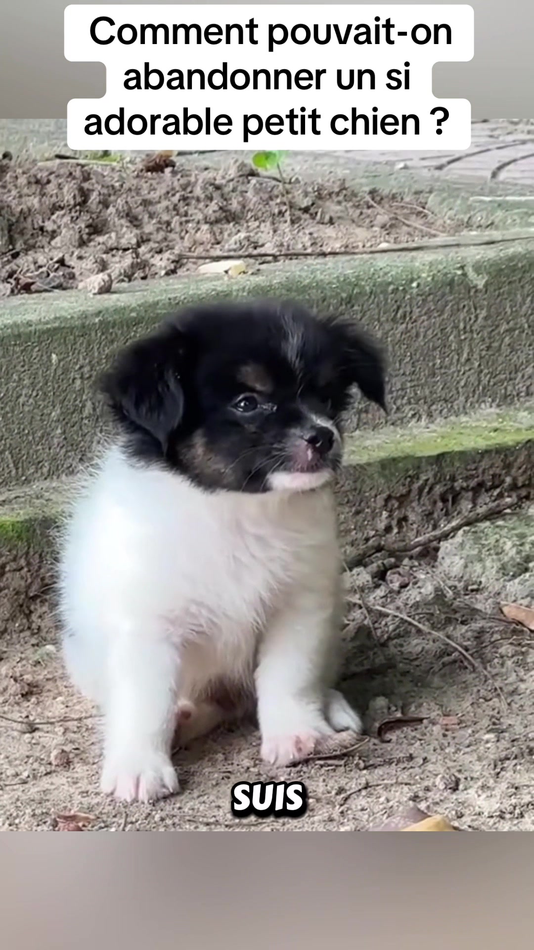 @rescueanimals69