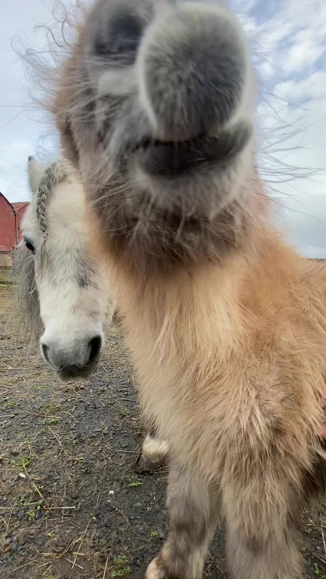@Horses TikTok