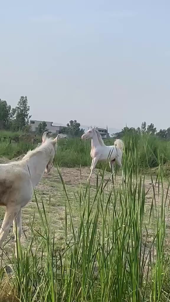 @Farasat Ali Ranjha Awan