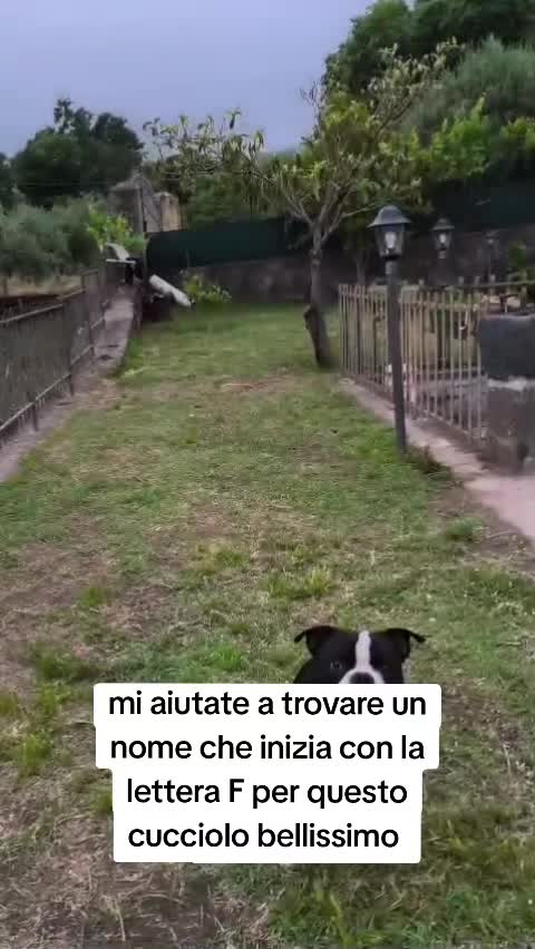 @Alfio Arcifa Magistrale